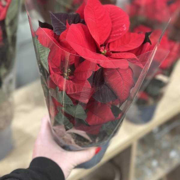 Poinsettia plant