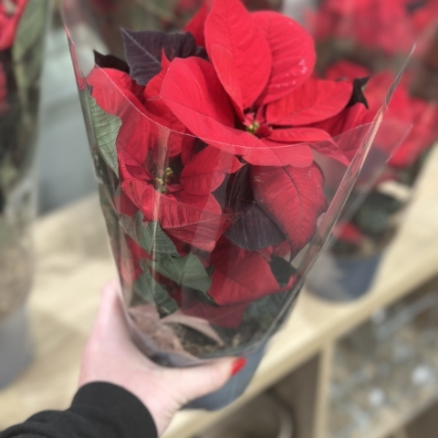 Poinsettia plant